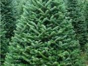 Christmas tree