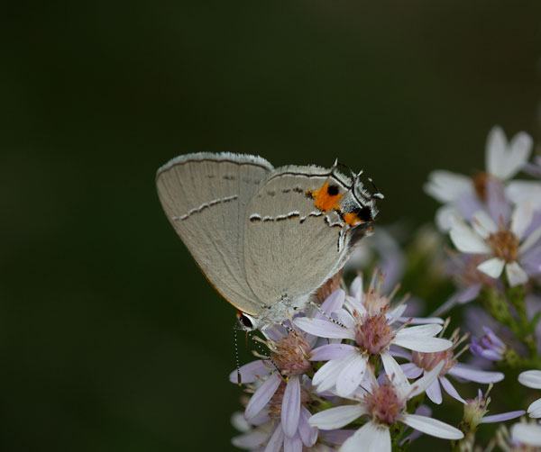 Gray hairstreak on blue wood aster 