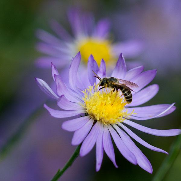 Sweat bee on clasping American aster 