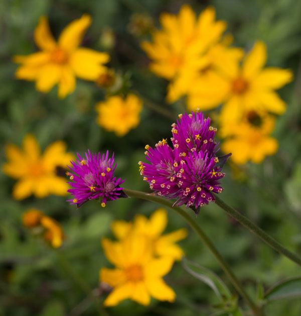 'Fireworks' gomphrena with tickseed
