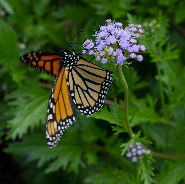 Monarch on ageratum