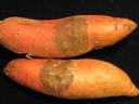 Dark, dry lesion on sweetpotato typical of black rot caused by Ceratocystis fimbriata.