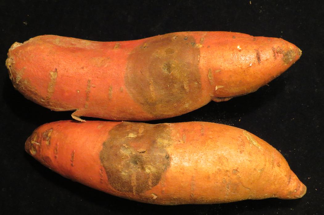Dark, dry lesion on sweetpotato typical of black rot caused by Ceratocystis fimbriata.