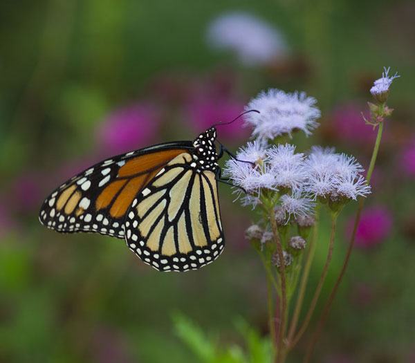 monarch butterfly