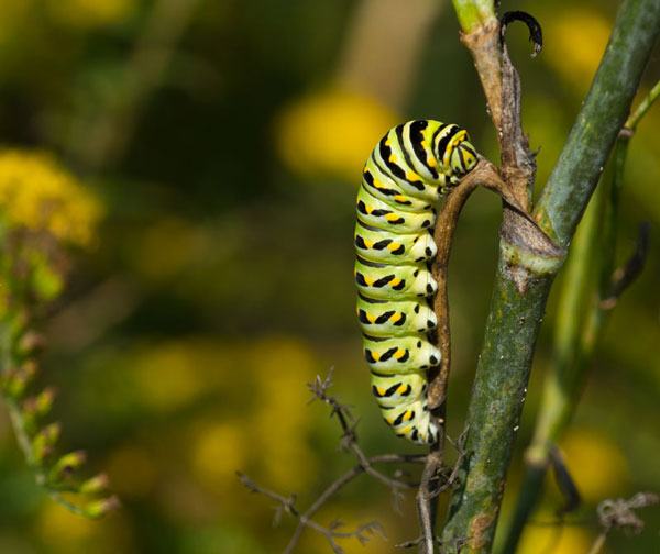 Black swallowtail caterpillar