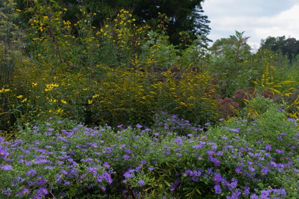 pollinator garden border
