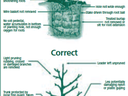 Diagram of a planted tree with labeled "Incorrect" (top) and "Correct" (bottom) planting practices