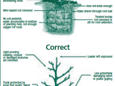 Diagram of a planted tree with labeled "Incorrect" (top) and "Correct" (bottom) planting practices