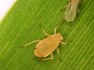 White sugarcane aphid. David Kerns, LSU.