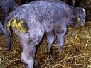 Young lamb with yellow spray marks on hindquarters standing on straw bedding