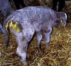 calf scours