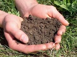 Two cupped hands holding a mound of dark garden soil over grass