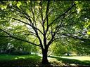 Large deciduous tree with wide canopy in sunlit grassy park