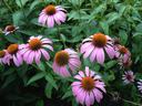 Purple coneflowers (Echinacea) with orange cone centers amid green foliage