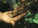 ginseng roots