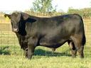 Black bull standing in grassy fenced pasture