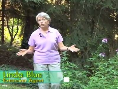 Woman standing in woodland, gesturing with hands; on-screen text reads "Extension Agent"
