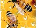 Two honeybees resting on yellow honeycomb cells