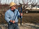 Dr. Mike Parker demonstrates pruning peach trees