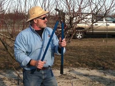 Dr. Mike Parker demonstrates pruning peach trees