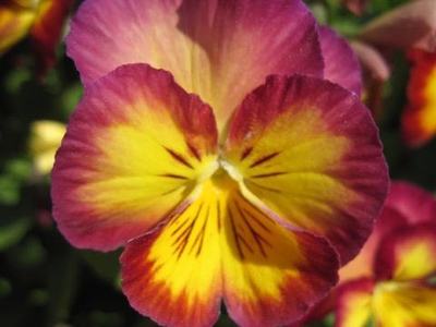 Pansies