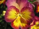 Pansies
