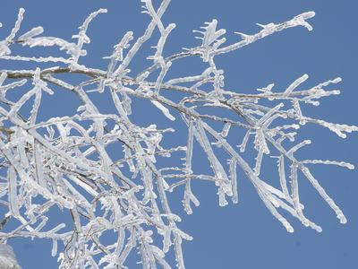 Ice on branches
