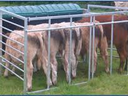 Five cattle with heads inside a metal feed-trough enclosure on a grassy field