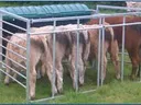 Five cattle with heads inside a metal feed-trough enclosure on a grassy field