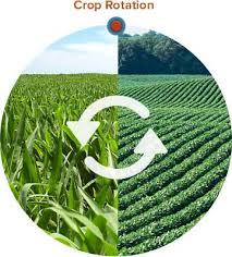 crop rotation