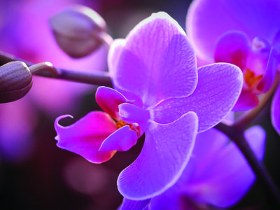 orchid-Image by Albrecht Fietz from Pixabay