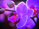 orchid-Image by Albrecht Fietz from Pixabay