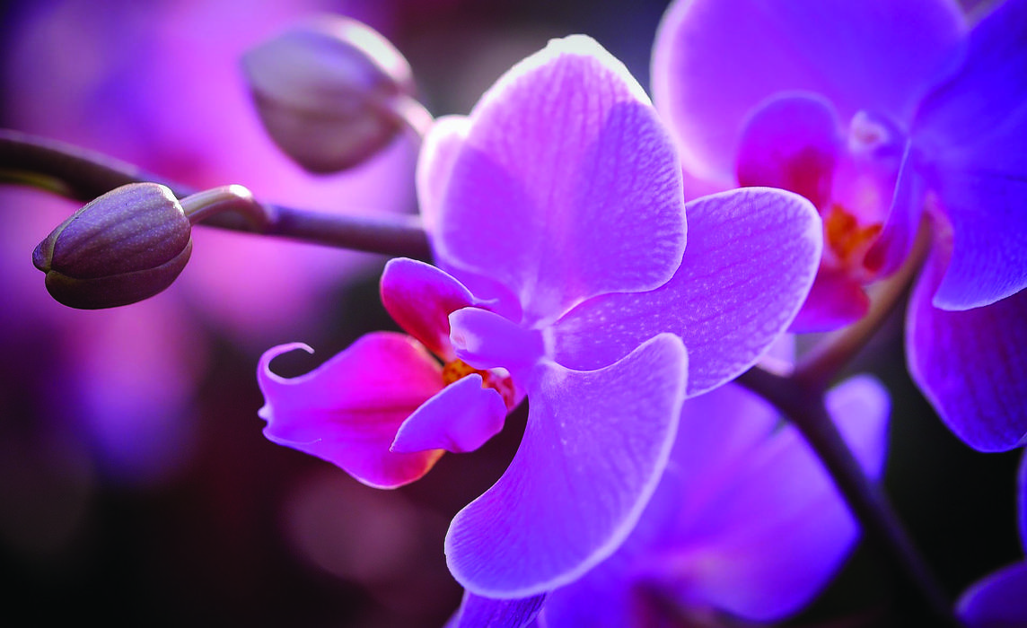 orchid-Image by Albrecht Fietz from Pixabay