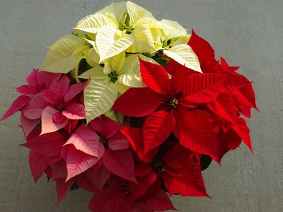 Red, pink, and white poinsettia bracts clustered on a concrete surface