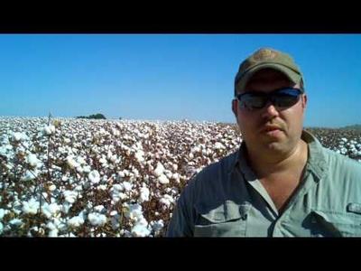 Man wearing cap and sunglasses standing in a cotton field under a clear blue sky