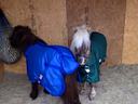 Two ponies in a wooden stall wearing blue and green rugs; one eating from a hay net.