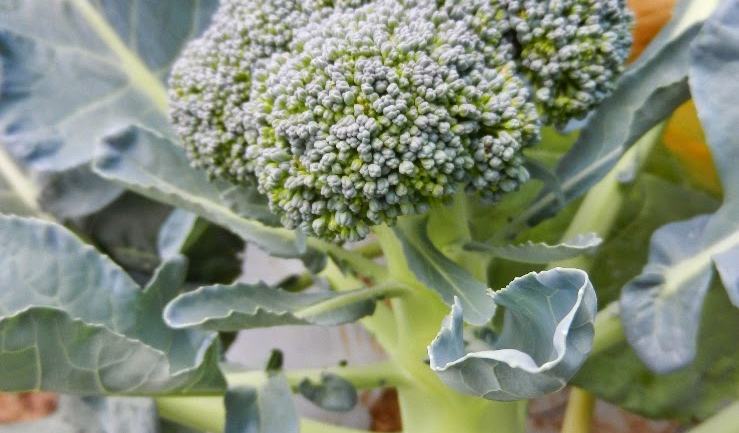 It’s beginning to look a lot like broccoli – then and now! - New Crops ...