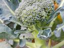 broccoli head