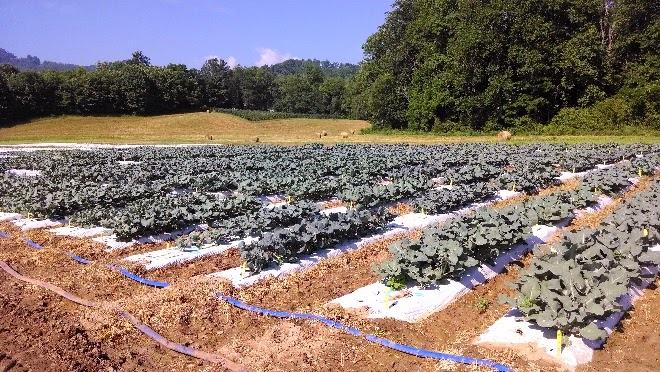 broccoli field at the research station
