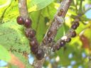 Brown round scale insects clustered along a small tree branch