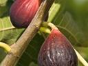 Brown Turkey Figs