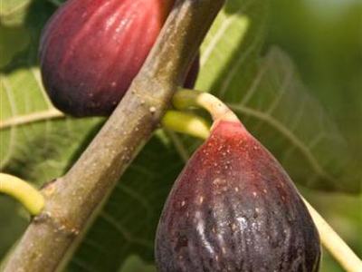 Brown Turkey Figs