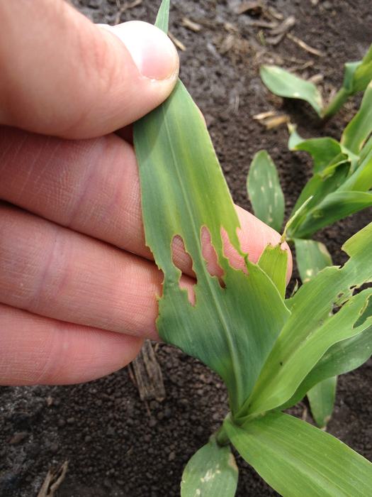 Billbug -- Obscure feeding slits will be on the lower part of the stem, unfurled leaves will often be cut at the base and within the plant, and the central whorl leaf will often be wilted. Rows of holes may appear across emerged leaves and damage will be most severe near field edges, especially when bordering last year's corn. Billbug adults may be found at the soil surface or on seedling stems at or below the soil surface.