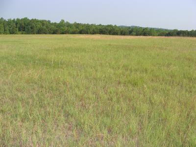 Open grassy field with short green grass and a distant tree line under a clear sky