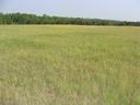 Open grassy field with short green grass and a distant tree line under a clear sky