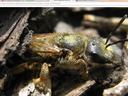 Close-up of a pollen-coated solitary bee resting in a bark crevice