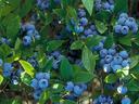 Blueberry bush