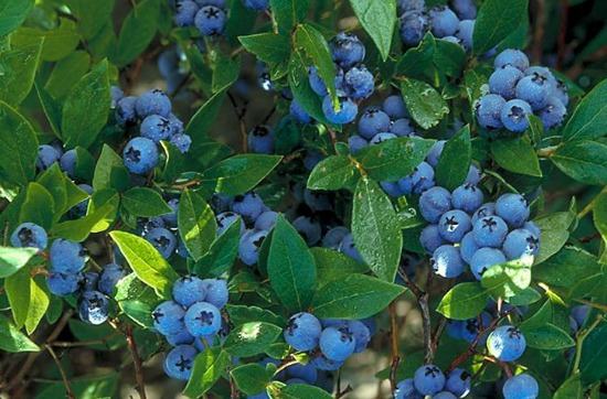 Blueberry bush