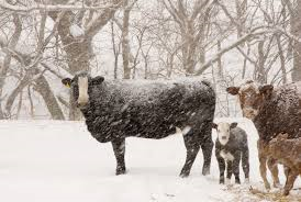 cattle and snow