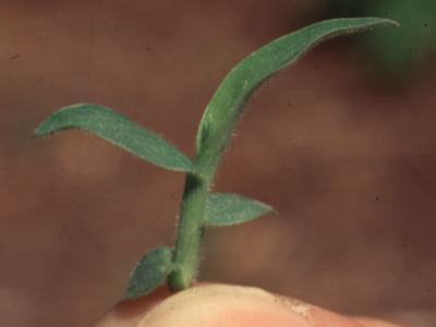 large crabgrass seedling. leaf blades and sheath are hairy